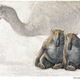 Illustration for article titled Where once the giant wombat roamed, only footprints remain
